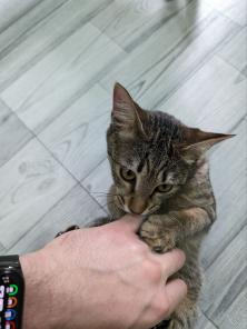 Котенок в добрые  руки